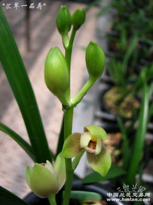 求各个时间段开的花,急用啊!下午一点、两点、