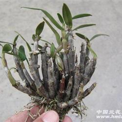 云南高丽贡山野生铜皮石斛