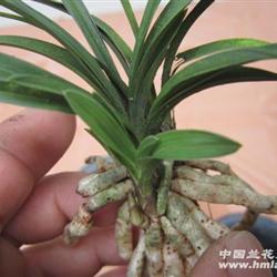 下山春兰叶形圆头草.龙根头还在图片