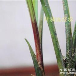 龙莲跟代彩脚红边13