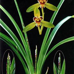 汗血宝马一壮苗2芽带花