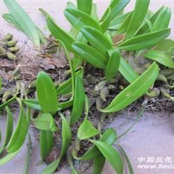 原生态大石豆兰1丛