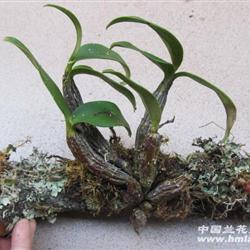 翅根珍珠石斛根与树木缠绕树木两头有小石豆兰