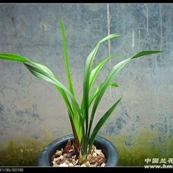 所有分类 传统品种 建兰 色花 极品红素(黑美人)    拍卖