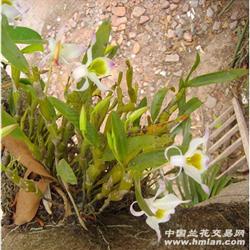 越南野生棒节石斛(1大丛)