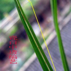 蕙兰芽变瓷白中三叶透缟艺漂亮【重拍】 - 中国兰花交易网