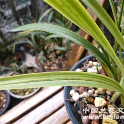 极品班草梅瓣(独有一盆) - 中国兰花交易网