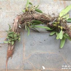 经典野生石豆兰---自然缠(多芽)