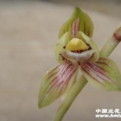 中华锦荷(3个苗)