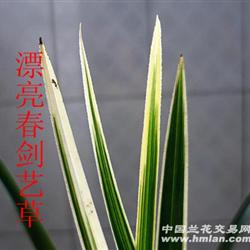 漂亮春剑艺草