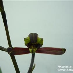 挑战苗-寒兰红梅瓣-虹梅