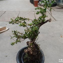 云南野生珍珠黄杨b-6