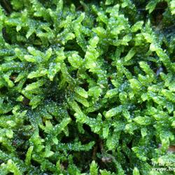 青苔(大灰藓)100块 180元包快递 - 中国兰花交易网