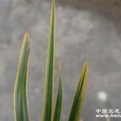 蕙兰-黄边 - 中国兰花交易网