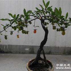 金弹子胡芦型