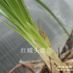 赌极品蝶花的才下山蕙兰【带花苞】