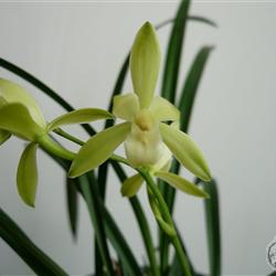 仁化白小瓜子 1