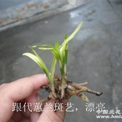 矮型蕙兰斑艺草【最长叶5公分】