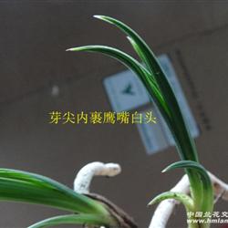 鹰嘴行龙下山好蕙【赌花草】 - 中国兰花交易网